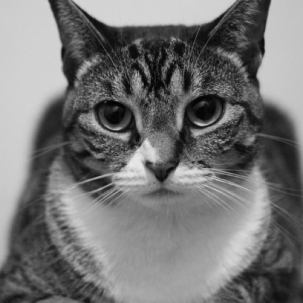 Meet your Posher, Daisy